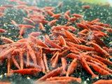 Painted Fire Red Shrimp (PACK OF 5+1 for DOA extra)