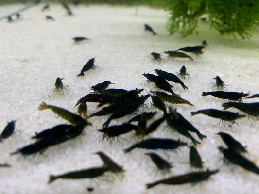 Green Jade plus for DOA