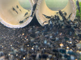 Freshwater Carbon Rili/Black Rili plus for DOA