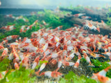 Red Rili Shrimp plus for DOA