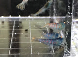 Orange Eye - Red Tiger (German) Shrimp (Pack of 5+1)