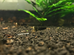 Freshwater Super Black - Full (Pack of 5)
