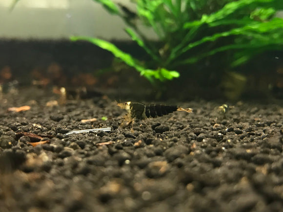 Freshwater Super Black - Full (Pack of 5)