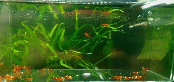 Freshwater Super Red - Stripes (PACK OF 5+1 FOR DOA EXTRA)