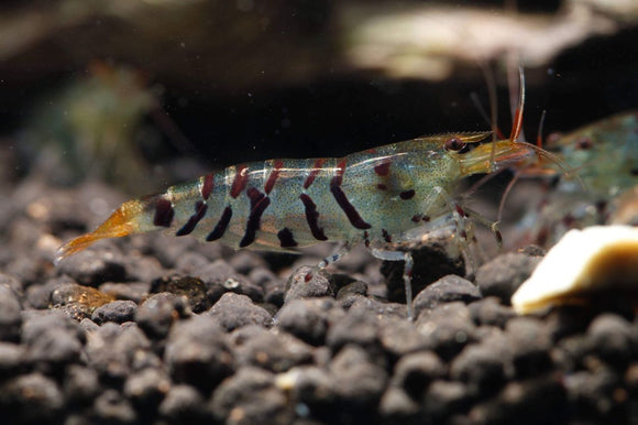 Super Tiger (Thick Band) Shrimp (PACK OF 5+1 for DOA extra)